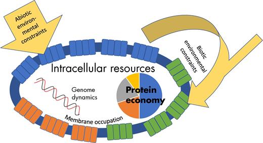 The fitness of a cell is determined by cellular and environmental constraints. Cellular constraints include the allocation of a finite amount of proteins over different functional categories and the occupation of the cell membrane. Environmental constraints can be of abiotic origin e.g. temperature or oxidative stress or of biotic origin such as production of organic acids by the organism itself or by organisms in the same environment.