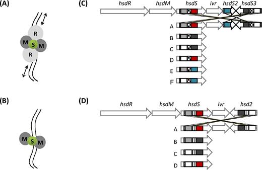 Type I RM protein complexes and schematic maps of two phase-variable type I RM loci with inverted hsdS genes. The type I enzyme subunits can form two different complexes: the RTase and the MTase. The RTase is made up by a pentameric complex (A) that mediates endonucleolytic cleavage (restriction) and is composed of two restriction subunits (R, light grey), two methylation subunits (M, dark grey) and a specificity subunit (S, green). The black arrows indicate DNA helicase activity, whereas the two irregular parallel lines represent the DNA filament. The MTase is composed by a trimeric complex (B) that is responsible for methylation and comprises only two methylation subunits (M, dark grey) and a specificity subunit (S, green). The ivr locus encoding the SpnD39III system of S. pneumoniae D39 (Manso et al. 2014) is shown in panel C and the phase-variable locus of a L. monocytogenes clonal complex 8 strain (Fagerlund et al. 2016) in panel D. The pneumococcal locus includes hsdR (SPD_0455), hsdM (SPD_0454) and hsdS (SPD_0453), a CreX recombinase (phage-type integrase also named IvrR) (SPD_0452), a truncated hsdS2 gene (SPD_0450) with only one variable TRD and a further truncated hsdS3 gene (SPD_0451) with two variable TRDs. There are three series of IRs that allow allele switching and formation of six different hsdS alleles (named from A to F and shown below the locus map). IRs are of 85 bp (diagonal lines), 333 bp (checked) and 15 bp (horizontal lines), respectively. According to their sequence, TRDs are coloured in grey, white, red, black and blue. Black and dotted lines indicate the possibility of recombination occurring at the level of the IRs. The insert represents an illustration of hsdS allele switching and the formation of the six different locus arrangements. The L. monocytogenes locus (B) of the strain R479a (Fagerlund et al. 2016), as representative of CC8 strains, includes hsdR (LMR479A_0528), hsdM (LMR479A_0529) and hsdS (LMR479A_0530), a phage-type integrase (LMR479A_0531), a truncated hsdS2 gene (LMR479A_0532) with two variable TRDs. There are two series of IRs that allow allele switching and formation of four different hsdS alleles (named from A to D and shown below the locus map). The four possible hsdS A–D alleles are represented with their two TRDs coloured in either grey, white, red or black, depending on their amino acid sequence. IRs are of 24 bp and 155 bp (diagonal and vertical lines, respectively). Black and dotted lines indicate the possibility of recombination occurring at the level of the IRs.