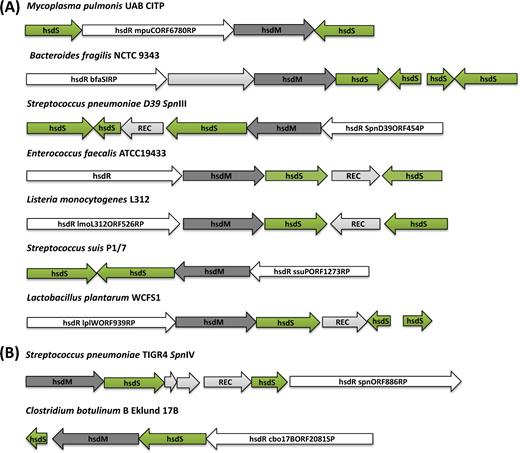 Schematic maps of the phase-variable hsd loci in distinct strains of different bacterial species. The strains have been divided according to the presence of either inverted (A) or direct hsdS repeat (B) sequences. Consistent with the nomenclature of REBASE, in all panels the actively transcribed hsdS gene is reported as hsdS1, while the untranscribed hsdS genes available for recombination are marked hsdS2 and hsdS3. The name of each strain is reported on top of each locus illustration. Green arrows show the hsdS genes; dark grey and white arrows correspond to hsdM and hsdR genes, respectively; and light grey indicates the recombinase genes (REC) or genes encoding for hypothetical proteins. Listed from the top to the bottom, the strains and genes reported in each phase-variable locus are: (A) Mycoplasma pulmonis UAB CTIP (Genbank accession NC_0 02771), hsd1 (MYPU_RS02160), hsdR (MYPU_RS02165) hsdM (MYPU_RS02170), hsdS2 (MYPU_RS02175); Bacteroides fragilis NCTC 9343 (GenBank GCA_00 0025985.1), hsdR (BF9343_RS08540-), hypothetical protein (BF9343_RS08545), hsdM (BF9343_RS08550), hsd1 (BF9343_RS21605), hsd2 (BF9343_RS08560), hsd3 (BF9343_RS08565), hsd4 (BF9343_RS08570); S. pneumoniae D39 (Genbank NC_0 08533), hsdS’’ (SPD_0451), hsdS’ (SPD_0450), a Cre recombinase (SPD_0452), hsdS (SPD_0453), hsdM (SPD_0454) and hsdR (locus_tag SPD_0455); Enterococcus faecalis ATCC 19 433 strain (Genbank ASDA01000009), hsdS2 (WMC_0 2595), integrase (WMC_0 2596), hsdS1 (WMC_0 2597), hsdM (WMC_0 2598) and hsdR (WMC_0 2599); Listeria monocytogenes R479a (Genbank NZ_HG813247), hsdR (LMR479A_0528), hsdM (LMR479A_0529), hsdS1 (LMR479A_0530), integrase (LMR479A_0531), hsdS2 (LMR479A_0532); Streptococcus suis P1/7 (Genbank NC_01 2925), hsdS1 (SSU_RS06425), hsdS2 (SSU_RS06430), hsdM (SSU_RS06435), hsdR (SSU_RS06440); Lactobacillus plantarum WCFS1 (Genbank NC_0 04567), hsdR (lp_0938), hsdM (lp_0939), hsd1 (lp_0940), integrase (lp_0941), hsd2 (lp_0942), hsd3 (lp_0943). (B) The schematic maps of two systems showing direct repeat hsdS loci (tvr) are for S. pneumoniae TIGR4 (Genbank NC_0 03028), hsdM (SP_0886), hsdS1 (SP_0887), hypothetical proteins (SP_0888, SP_0889), integrase (SP_0890), hsd2 (SP_0891), hsdR (SP_0892) and Clostridium botulinum B Eklund 17B (Genbank NC_01 0674), hsdS1 (CLL_A2080), hsdM (CLL_A2081), hsdS2 (CLL_A2082), hsdR (CLL_A2083).