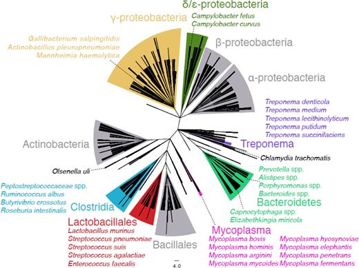 Taxonomy cladogram showing the presence and the divergence of the IvrR recombinase in distinct bacterial families and species. This NCBI taxonomy cladogram includes one leaf node for each species in which a protein aligned with the S. pneumoniae TIGR4 IvrR recombinase of the SpnIII system (orthologous with SPD_0452 in Fig. 1) with an E value of 0.001 or less, and is based upon a BLASTP search of the non-redundant sequence database. This is the background upon which those species containing an alignment matching IvrR with an E value of 10−100 or less are highlighted as being likely candidates for containing phase-variable type I RM loci. Grey clades contain no such highly significant hits. Clades containing significant hits are coloured and labelled with the appropriate taxon name; within these are shown representative annotated species which contain significant hits.