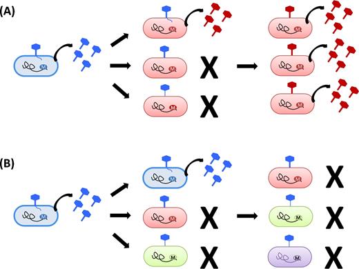 Schematic model of the effects of RM systems upon phage infection. This figure shows bacterial cells with different RM systems being infected by phage. Each DNA methylation state is represented by a different colour. The black irregular line represents the bacterial genome and the circled M indicates its methylation status. The phage is represented by the hexagonally shaped figure, with its tail anchoring to the bacterial cell wall to penetrate it and cause infection. When an appropriately methylated phage infects a bacterial cell, it is able to replicate effectively and to produce progeny with the same methylation status. (A) Inhibition of phage infection by stable RM systems. Depending upon the strength of restriction, a minority of the phage population may be able to avoid restriction and infect a bacterial cell which has a different methylation pattern to the source of the virus (one out of three ‘red’ cells failing to restrict ‘blue’ phage in this example). In this case, the progeny phage, now appropriately methylated, will be able to efficiently infect neighbouring bacterial cells and will perpetuate the infection (productive infection). (B) Inhibition of phage infection by phase-variable RM systems. In a bacterial population with an RM system capable of producing several distinctly different methylation patterns, phage will efficiently infect neighbouring cells which have the same methylation pattern as themselves, and will be restricted by the differently methylated cells. Infection may quickly reach a dead end when progeny phages are differently methylated to all of the remaining surrounding cells which can therefore restrict phage spread.