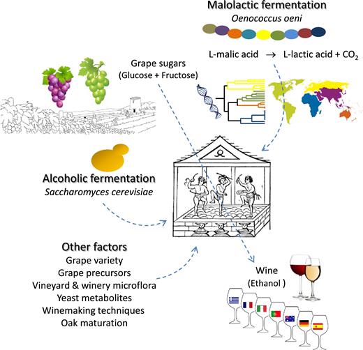 General overview of winemaking and the numerous elements influence the final wine and its regional character. It begins in the vineyard with grape variety, viticultural practices and winegrowing region. The conversion of grape sugars to ethanol/wine is yeast driven; the main species is S. cerevisiae. Malolactic fermentation is a bacteria-mediated reaction, predominantly by O. oeni. Other factors include winemaking techniques and maturation in oak.