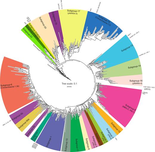 Phylogenetic tree of bathyarchaeotal 16S rRNA genes. Bathyarchaeotal 16S rRNA gene sequences were collected from SILVA SSU database version 128 (sequences of Bathyarchaeota and Group C3; >750 bp) and sequences from pervious publications (Kubo et al.2012; Lazar et al.2015; Fillol et al.2016; He et al.2016; Xiang et al.2017). All sequences were clustered at 90% identity using Usearch v10.0.240 (https://www.drive5.com/usearch/), then the 16S rRNA gene sequences from available bathyarchaeotal genomes in public database, the anchor sequences from Kubo et al. (Kubo et al.2012), and the outgroup sequences of Crenarchaeota, YNPFFA group and Korarchaeota were added. All sequences were aligned using SINA v1.2.11 (vision 21 227) with SSU ARB database version 128, and poorly aligned columns (gaps in 50% or more of the sequences) were deleted by using trimAl v1.4.rev15 (Ludwig et al.2004; Capella-Gutiérrez, Silla-Martínez and Gabaldón 2009; Pruesse, Peplies and Gloeckner 2012). Phylogenetic analyses of 16S rRNA gene sequences were inferred by Maximum Likelihood implemented in RAxML 8.0 on the CIPRES Science Gateway using the GTR+GAMMA model and RAxML halted bootstrapping automatically (Miller, Pfeiffer and Schwartz 2010; Stamatakis 2014). Currently available bathyarchaeotal genomes (from GenBank, 29 November 2017 updated) with 16S rRNA gene sequences were labeled in the tree. Peat MCG group was represented with one sequence at 90% cutoff level (Xiang et al.2017). While Subgroups-18 and -19 were named to be consistent with subgroups MCG-18 and MCG-19 as proposed in two previous reports (Lazar et al.2015; Fillol et al.2016), Subgroup-20 was renamed to replace the subgroup MCG-19 in Fillol et al.’s tree (Fillol et al.2016). All assigned subgroups have minimum intra-group >90%, and are clustered into one clade with previously reported anchor sequences (Kubo et al.2012). Tree building intermediate files are publicly available (https://github.com/ChaoLab/Bathy16Stree).