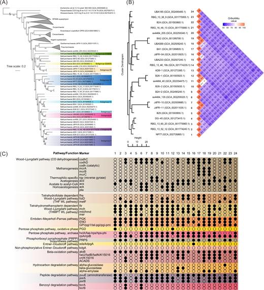 Genomic characterization and metabolic potentials of Bathyarchaeota. (A) Phylogenetic tree of ribosomal proteins obtained from currently available bathyarchaeotal genomes (from GenBank, 29 November 2017 updated). The concatenated ribosomal protein (RP) alignment contained 12 RPs, and those genomes with <25% RPs were excluded from tree construction. Subgroups were assigned from the corresponding 16S rRNA gene phylogenic tree (Fig. 2). (B) The dendrogram and genome similarity heatmap based on pairwise OrthoANIu values of 24 bathyarchaeotal genomes (Yoon et al.2017). The picked genomes are of high completeness (>70%) and good quality (excluding genomes with numerous long breaking parts with ‘N’). (C) The metabolic properties of 24 bathyarchaeotal genomes. Markers for individual pathway/function were scanned against genomes using the HMM and KEGG databases (Anantharaman et al.2016; Kanehisa, Sato and Morishima 2016; Spang, Caceres and Ettema 2017). Details of markers refer to Supplementary Table S1 available online. Genome labels are according to panel (B).