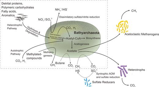 Metabolic potential of Bathyarchaeota and their interactive relationships with other microorganisms.