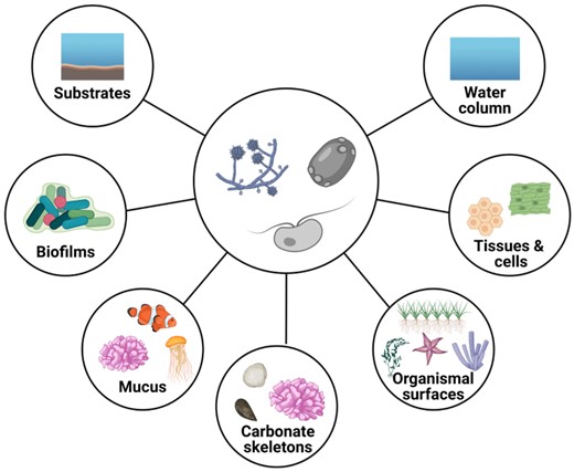 Potential microhabitats of fungi on coral reefs. Marine fungi likely inhabit diverse microhabitats on coral reefs, such as substrates (rock, rubble, and interstitial spaces in sediments) and biofilms that have formed on reef substrates (Sampaio et al. 2007), but also the water column, where fungi may be predominantly associated with particles or planktonic organisms (Wurzbacher et al. 2010). Mucosal spaces of reef invertebrates, in particular Cnidaria, but also vertebrates such as fish could potentially attract fungi (Reisert and Fuller 1962, Fischer et al. 2006, Nelson et al. 2013). Furthermore, any animal epithelial or macrophyte surface (e.g. seagrasses and macroalgae) may harbor fungal communities (Kagami et al. 2007a, Ettinger and Eisen 2019). Aside from surface colonization, endolithic fungi have been reported from calcium carbonate skeletons of corals and the reef framework (Risk and Muller 1983, Priess et al. 2000). Finally, fungi may be associated with the tissues or cells of macro-organisms (Nadal et al. 2008, Trofa et al. 2008). The center represents different stages and/or forms of fungal cells. The outer circles represent potential microhabitats of fungi on the coral reef.