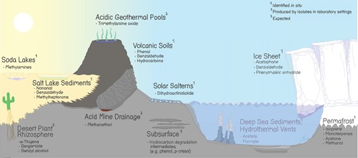 Some MVOCs associated with extreme environments. The references are: desert plant rhizosphere (Camarena-Pozos et al. 2021), salt lake sediments (Lu et al. 2021a), soda lakes (Sorokin et al. 2015), acid mine drainage (Baumler et al. 2007), acidic geothermal pools (Qin et al. 2009), volcanic soils (Randazzo et al. 2024), subsurface (Wartell et al. 2021), solar salterns (Donadio et al. 2011), deep sea sediments (Glombitza et al. 2019), deep sea hydrothermal vents (Zeng et al. 2021), ice sheets and caps (Doting et al. 2022), and permafrost (Jiao et al. 2023).