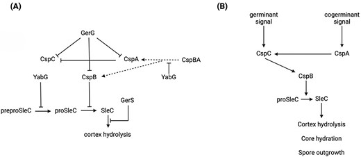 Clostridioides difficile spore germination. (A) Functional roles of the most important regulators in C. difficile germination, and (B) the series of events that trigger germination in C. difficile and their outcome. Arrowheads indicate positive interactions whilst blunt arrows indicate inhibitory interactions. Dotted lines represent presumed interactions. Note that localization of the indicated proteins in C. difficile spores has only unequivocally been shown for CspA, B, and C by Baloh et al. (2022), who give clear evidence for a cortex localization of these proteins. YabG is a known coat protein in Bacillus subtilis (Takamatsu et al. 2009). Since the indicated known interactions involve processes in the spore cortex, it is a fair assumption that GerG, GerS, YabG, and various forms of SleC are likely to be localized in or close to the cortex in C. difficile spores.