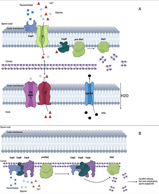 (A) Overview of the C. difficile spore germination ‘key and lock’ model. The germinant acts as a ‘key’ to the CspC ‘lock’ facilitating the access to calcium and cogerminants through an unknown mechanism. Once CspB binds to endogenous or exogenous calcium it turns into its active form and starts cleaving proSleC into SleC. SleC can now degrade the cortex PG, triggering CaDPA release and core hydration, followed by germinated spore outgrowth. (B) Overview of the C. difficile spore germination ‘germinosome’ model. Once the germinant receptor CspC and the cogerminant receptor CspA are activated, a series of conformational changes is triggered which lead to the activation of CspB. CspB can now process proSleC into SleC which can degrade the cortex, triggering CaDPA release, core hydration, and spore outgrowth.