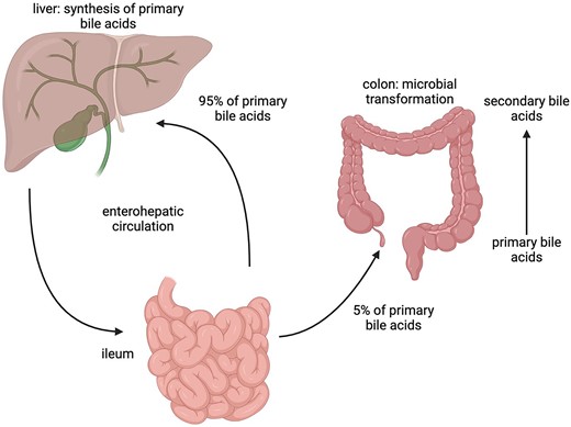 Overview of the enterohepatic circulation of bile acids. The PBAs, synthesized in the liver, are secreted into the small intestine, 95% are reabsorbed at the end of the ileum while the remaining 5% continue to the colon where the microbiota convert them to SBAs by 7α-dehydroxylation.