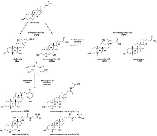 Conversion of PBAs to SBAs: in the liver, bile acid metabolism mainly produces two primary bile acids, cholic acid, and chenodeoxycholic acid; in humans, these are mostly found conjugated with either glycine or taurine. In the intestine, primary bile acids are first deconjugated and then used as substrates for microbial metabolism by the gut microbiota to generate secondary bile acids by 7α-dehydroxylation, including deoxycholic acid and lithocholic acid. Deoxycholate stimulates spore germination but inhibits vegetative growth of C. difficile whereas lithocholic acid is insoluble in water and was not analyzed in this regard (Sorg and Sonenshein 2008).