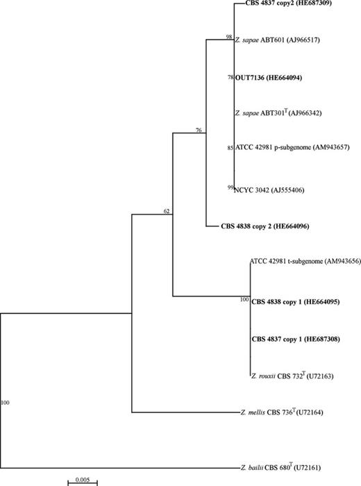Phylogenetic analysis of LSU D1/D2 domain sequences of Zygosaccharomyces rouxii complex strains, using Zygosaccharomyces bailii as outgroup. Copy 1 and copy 2 sequences indicate the presence of two different intragenomic sequences within a single individual. The sequences obtained in this study were reported in bold. The NJ method (Saitou & Nei, 1987) in clustalx (Thompson et al., 1997) was used, and gaps were not included. Numbers over the branches represent bootstrap coefficients from 1000 replicas (Felsenstein, 1985). Only bootstrap values over 50% are indicated.