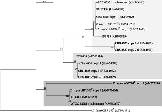 Phylogenetic relationships of Zygosaccharomyces rouxii complex based on NJ analysis (Saitou & Nei, 1987) of ITS ribosomal DNA sequences. Zygosaccharomyces bailii was used as outgroup. The sequences obtained in this study are shown in bold. The suffixes (copy 1, copy 2 and copy 3) after strain codes indicate sequences of different clones from a single individual. Shaded light grey indicates R-cluster; shaded medium grey indicates recombinant cluster; and shaded dark grey indicates S-cluster. All positions containing gaps and missing data were eliminated from the dataset. See details in the legend of Fig. 1.