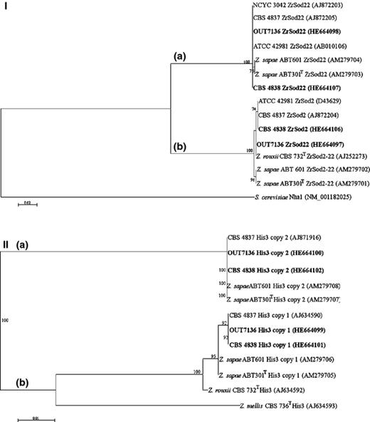 Phylogenetic relationships of haplotype sequences for ZrSOD2 (521 bp) (a) and HIS3 (362 bp) (b) genes. Saccharomyces cerevisiae (a) and Zygosaccharomyces mellis (b) were used as outgroups. The sequences obtained in this study are shown in bold. The suffixes (copy 1 and copy 2) after strain codes indicate haplotypes amplified and sequenced with haplotype-specific primer pairs from each single strain. See details in the legend of Fig. 1.