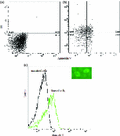 FITC-annexin V staining on high-density cells dialysed for 3 days to examine externalization of phosphatidylserine. (a) Flow cytometry analysis of cells without staining. (b) Flow cytometry analysis of cells in A stained with PI and FITC-annexin V. (c) Flow cytometric analysis of unstained and FITC-annexin V-stained cells. The inset shows a fluorescence microscopy image of FITC-annexin V-stained cells. This analysis was performed more than three times: the result of one experiment has been presented.