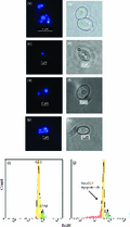 DAPI staining of growing and dialysed cells. Fluorescence and light microscopy analysis of cells growing in YEPD (a) and cells dialysed in water (c, e and g), after DAPI staining, b, d, f and h are bright field for DAPI staining, respectively. Flow cytometric analysis of DNA content for cells growing in YEPD (i) and cells dialysed for 3 days (j). This experiment has been performed three times independently.