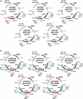 Two gene expression pAT vector sets (a) and three gene expression pATP vector sets (b). pAT vector series has two gene expression cassettes of PADH1–MCS1–TADH1 and PTDH3–MCS2–TTDH3. pATP vector series has three gene expression cassettes of PADH1–MCS1–TADH1, PTDH3–MCS2–TTDH3 and PPGK1–MCS3–TPGK1. Multi-copy–type autonomous replicating pATP42x vectors contain 2µ replication origins. Integration-type pATP40x vectors never contain replication origins.
