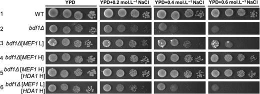 Mef1p suppressed the salt sensitivity of bdf1Δ in a dosage-dependent manner. Yeast cells were grown to an exponential phase. An aliquot of 4 μL from a 10-fold serial dilution was spotted onto yeast peptone dextrose (YPD) or YPD plates supplemented with the indicated NaCl concentrations. Cells were incubated at 30 °C for 3 days. WT, wild type.