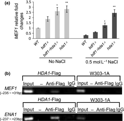 Mef1p expression was regulated by Hda1p, directly and negatively. (a) Hda1p regulated MEF1 gene transcription, negatively. The mid-log phase cultures were inoculated for 45 min with and without 0.5 M NaCl treatment. The relative fold changes of MEF1 mRNA were calculated against wild-type levels, without NaCl treatment. Error bars denote SE. *P < 0.05, vs. the bdf1Δ strain under the same treatment, **P < 0.01 vs. the WT strain under the same treatment, n = 3. (b) Bdf1p regulated HDA1 gene transcription, directly. Chromatins from the HDA1-Flag strain were precipitated with antibodies against Flag (anti-Flag) and IgG (negative control). Samples without precipitation (Input) and without DNA template (−) were also tested. The MEF1 promoter regions probed by ChIP corresponded to the nucleotides between −235 and +31 bp from the translation initiation site. ENA1 acted as a positive control. WT, wild type.