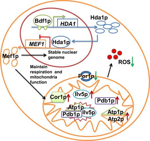 Overexpression of the mitochondrial elongation factor gene, MEF1, recovers the salt resistance of a Bdf1 bromodomain protein mutant; positive regulation of MEF1, via the histone deacetylase gene, HDA1 may be important for recovering the loss of respiratory function of the BDF1 deletion strain.