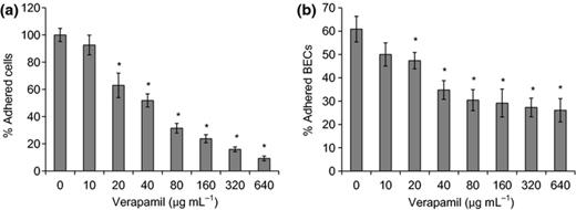 Verapamil inhibits adherence of Candida albicans to polystyrene surface (a) and BECs (b). (a) Candida albicans cells were suspended in RPMI-1640 medium with different levels of verapamil, and added to polystyrene microplates. The biomass of C. albicans adhering to the polystyrene surface was quantified by crystal violet staining. The percentage of adherent cells were calculated as the A595 nm of each group divided by the A595 nm of the control group (0) × 100%. (b) BECs and C. albicans were coincubated for 1 h, and fungus-adhered and total BECs were counted. The percentage of fungus-adhered BECs was calculated as the number of fungus-adhered BECs divided by the number of total BECs × 100%. *Significant difference between the control group (0) and the verapamil-treated groups (P< 0.05).