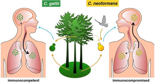 A schematic illustration of an infection process of C. gattii (left) and C. neoformans (right). An infection starts upon inhalation of airborne infectious propagules, which may allow the pathogen to settle in the lungs. If the fungus reaches the central nervous system, this can lead to a brain infection, which can be lethal. Note the differences between C. neoformans and C. gattii environmental origin, the immune condition of the hosts and organ preference between pathogens.