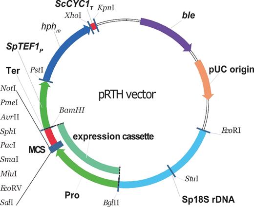 Design of pRTH vector system. The pRTH vector were established containing pMD19-T vector skeleton, 18S rDNA, a selection marker for hygromycin B and an expression cassette. The expression cassette module constituted a synthetic multiple cloning site and different origin promoter and terminator to control the expression of target genes. The pUC origin enables it to proliferate in an E. coli system. Abbreviations: ble, β-lactamase gene region; hphm, the nine CTG codons of hph that were changed to TTG; MCS, multiple cloning site; Pro and Ter represent different origin promoter and terminator for control expression of the target genes; ScCYC1T, the terminator of the S. cerevisiae CYC1; Sp18S rDNA, S. passalidarum 18S rDNA fragment for direct integration into the genomic target; SpTEF1P, the promoter of the S. passalidarum TEF1.