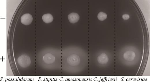 Identification of L-lactate-producing transformants by transparent circle zone. +, transformants; –, wild type. Transparent circles represent the capacity of recombinant yeast for lactate production.