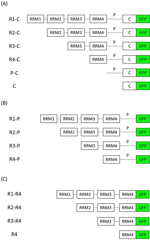 List of GFP-tagged Pab1 variants. Schematic representation of Pab1 variants (A) R1-C, R2-C, R3-C, R4-C, P-C and C, (B) R1-P, R2-P, R3-P and R4-P, (C) R1-R4, R2-R4, R3-R4 and R4. RRM: RNA recognition motifs, P: P-domain, C: C-domain, GFP: green fluorescent protein. The DNA constructs encoding for each Pab1 variant were constitutively overexpressed with the TPI promoter.
