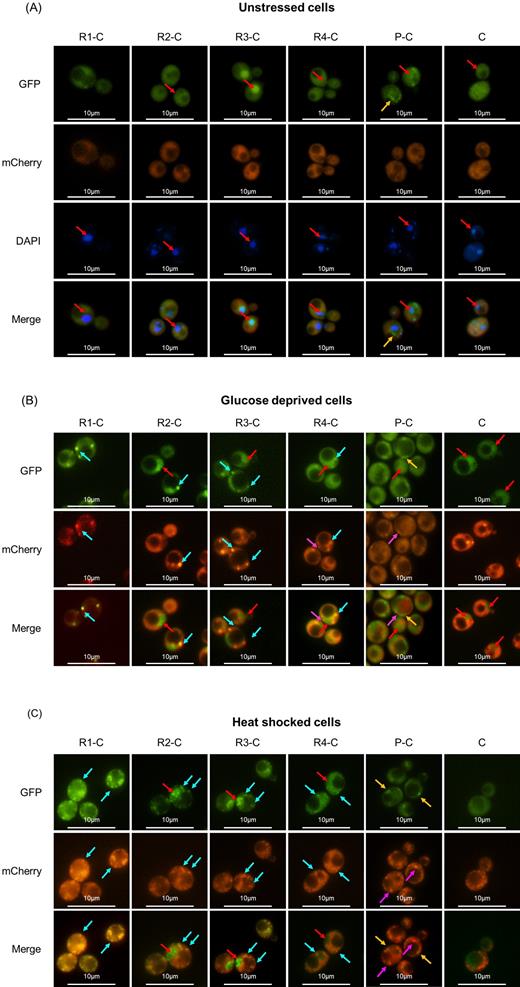 Effect of the removal of RRM on the localization of Pab1 in the absence and presence of stress. Intracellular localization of Pab1-mCherry and GFP-tagged Pab1 variants shown in Fig. 1A. Cells were grown until the exponential phase of growth (OD660nm = 0.3–0.6) and then (A) stained with DAPI to a final concentration of 1 μg/mL or (B) glucose starved for 15 min or (C) heat shocked for 50 min. Light blue arrows indicate co-localized green and red foci; fuchsia arrows indicate Pab1-mCherry stress granules without a co-localizing counterpart in the Pab1-GFP variant; yellow arrows indicate aggregates of the corresponding Pab1-GFP variant; red arrows indicate nuclei.