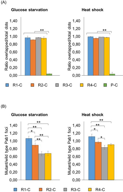 Analysis of the recruitment into stress granules of Pab1 variants carrying the C-terminal domain. Strains carrying the GFP-tagged Pab1 variants shown in Fig. 1A were grown until the exponential phase of growth (OD660nm = 0.3–0.6) and then subjected to glucose starvation for 15 min or heat shock for 50 min. Data in panel (A) show the ratio between the overlapped green-red fluorescent dots and the total number of dots. Data in panel (B) show the ratio between the number of mutant (green) and the number of wild type (red) foci. The variant C was not included in the histograms because no aggregates were detected in the corresponding strain, while the variant P-C was not included in panel (B) because the corresponding aggregates did not co-localize with endogenous stress granules. Values indicate the mean and the standard deviation of three independent experiments. Significance was calculated with two-tailed student t-test (*P ≤ 0.05; **P ≤ 0.01; see Table S6).