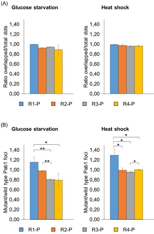Analysis of the recruitment into stress granules of Pab1 variants lacking the C-terminal domain. Strains carrying the GFP-tagged Pab1 variants shown in Fig. 1B were grown until the exponential phase of growth (OD660nm = 0.3–0.6) and then subjected to glucose starvation for 15 min or heat shock for 50 min. Data in panel (A) show the ratio between the overlapped green-red fluorescent dots and the total number of dots. Data in panel (B) show the ratio between the number of mutant (green) and the number of wild type (red) foci. Values indicate the mean and the standard deviation of three independent experiments. Significance was calculated with two-tailed student t-test (*P ≤ 0.05; **P ≤ 0.01; see Table S6).
