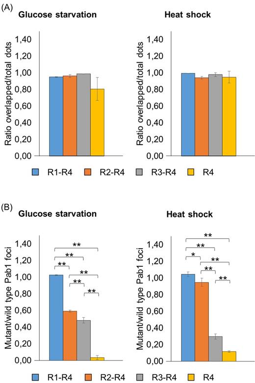 Analysis of the recruitment into stress granules of Pab1 variants lacking the P and the C domains. Strains carrying the GFP-tagged Pab1 variants shown in Fig. 1C were grown until the exponential phase of growth (OD660nm = 0.3–0.6) and then subjected to glucose starvation for 15 min or heat shock for 50 min. Data in panel (A) show the ratio between the overlapped green-red fluorescent dots and the total number of dots. Data in panel (B) show the ratio between the number of mutant (green) and the number of wild type (red) foci. Values indicate the mean and the standard deviation of three independent experiments. Significance was calculated with two-tailed student t-test (*P ≤ 0.05; **P ≤ 0.01; see Table S6).