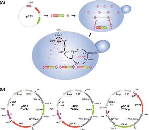 Integration and construction of integration plasmids. (A) Schematic representation of POT1-mediated δ-integration strategy. (B) δ-based multicopy integration plasmids combined with POT1 or URA3 selection markers.