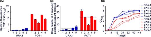 Comparison of POT1 system with conventional URA3-mediated δ-integration. (A) EGFP-specific fluorescence intensity. (B) Copy numbers of five random fluorescent colonies were determined by qPCR, and average copy number is depicted by the black dotted line. (C) Growth curve analysis of five random fluorescent colonies. Data are presented as means and standard deviations of triplicate measurements.