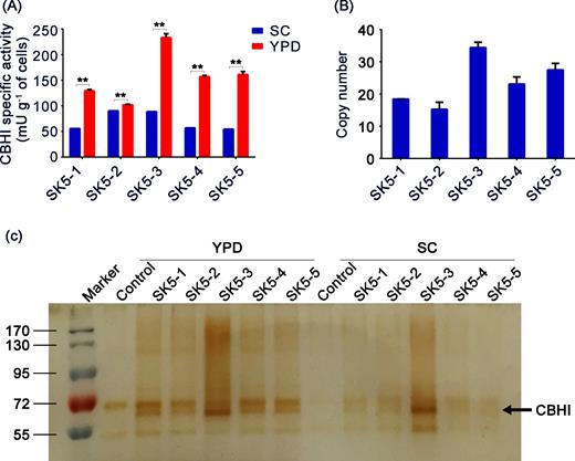 Enhanced secretion of CBHI via POT1-mediated δ-integration strategy. (A) Secreted CBHI-specific activities produced by recombinant strains expressing CBHI gene cultured in YPD medium and SC medium for 48 h. ‘*’ indicates statistically significant differences between strains cultured in YPD medium and SC medium (n = 3, *P < 0.05, **P < 0.01, Student's t test). (B) Copy numbers of recombinant strains expressing CBHI gene were determined by qPCR. (C) Reduced 10% Tris glycine SDS-PAGE of cell-free yeast culture supernatants (10 μL) visualized by silver staining. Molecular weight markers (170, 130, 95, 72 and 55 kDa) are shown on the left.
