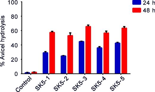 Percentage of Avicel hydrolysis by supernatants of recombinant strains expressing CBHI gene cultured in YPD medium for 24 and 48 h. The values shown are mean values of three repeats ± standard deviation.