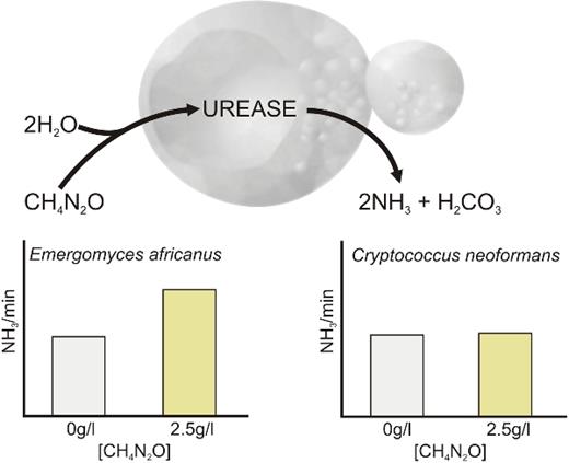 First report of urease activity in the novel systemic fungal pathogen ...