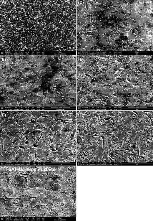 Effect of LL-III/43 on cell morphology and biofilm formation of Candida albicans ATCC MYA-2876 cultured on Ti-6Al-4 V alloy coupons presented as scanning electron micrographs. A—cells cultured in absence of LL-III/43 in RPMI-1640; B—cells cultured in presence of 25 µM LL-III/43 in RPMI-1640; C—cells cultured in presence of 50 µM LL-III/43 in RPMI-1640; D—cells cultured in absence of LL-III/43 in YPD; E—cells cultured in presence of 25 µM LL-III/43 in YPD; F—cells cultured in presence of 50 µM LL-III/43 in YPD. Scale bar = 50 µm, magnification: 1000×, detector: LVD, dwell time: 20 µs, spot size: 4.5.