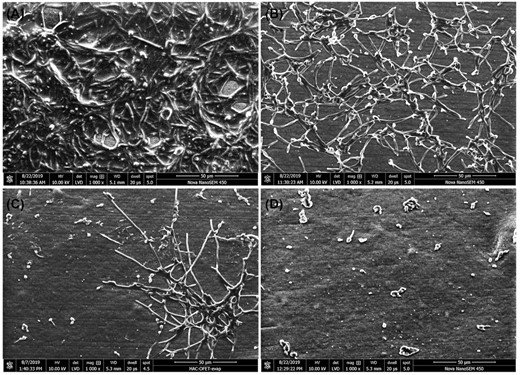 Effect of LL-III/43 and clotrimazole (CLT) combination on cell morphology and biofilm formation of Candida albicans ATCC MYA-2876 cultured on medical grade silicone catheters. A—cells cultured in absence of antifungal agents, B—cells cultured in presence of 3.1 µM CLT, C—cells cultured in presence of 25 µM LL-III/43, D—cells cultured in presence of 3.1 µM CLT and 25 µM LL-III/43. Scale bar = 50 µm, magnification: 1000×, detector: LVD, dwell time: 20 µs, spot size: 5.
