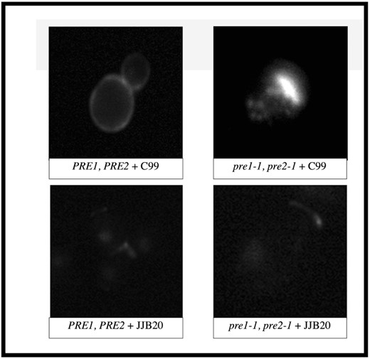 Altered subcellular localization and aggregation of C99 and its associated C-terminal fragments in proteasome-mutant yeast cells. Wild-type or proteasome-deficient (pre1-1, pre2-1) yeast cells expressing C99 or carrying an empty vector were examined by indirect immunofluorescence microscopy using an antibody that recognizes the 40 C-terminal residues of C99/APP. Localization in the mutant cells (pre1-1, pre2-1 + C99) revealed that C99 occurs in puncta that are not present in wild-type cells expressing C99 (PRE1, PRE2 + C99).