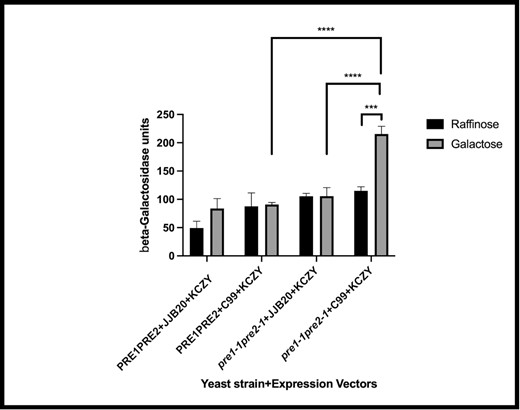 The UPR is activated in proteasome-mutant yeast that express C99. A lacZ-based reporter assay was used to measure the activation of the UPR in wild-type cells (PRE1, PRE2) and in cells mutant for proteasomal activity (pre1-1, pre2-1) expressing C99 or carrying an empty vector (JJB20). Significant differences (*** P = .0003) in the β-galactosidase units (indicative of UPR induction) were observed between pre1-1, pre2-1 + C99 + KCZY grown in raffinose (noninduced for C99 expression in the proteasome-mutant strain) versus pre1-1, pre2-1 + C99 + KCZY grown in galactose (induced expression of C99 in the proteasome-mutant strain). In addition, pre1-1, pre2-1 + JJB20 + KCZY + galactose (induced expression of empty vector in the mutant strain) was significantly different (****P < .0001) compared to pre1-1, pre2-1 + C99 + KCZY grown in galactose (induced expression of C99 in the mutant strain) and PRE1, PRE2 + C99 + KCZY grown in galactose (induced expression of C99 in the wild-type strain) was significantly different (****P < .0001) compared to pre1-1, pre2-1 + C99 + KCZY grown in galactose (induced expression of C99 in the proteasome-mutant strain).