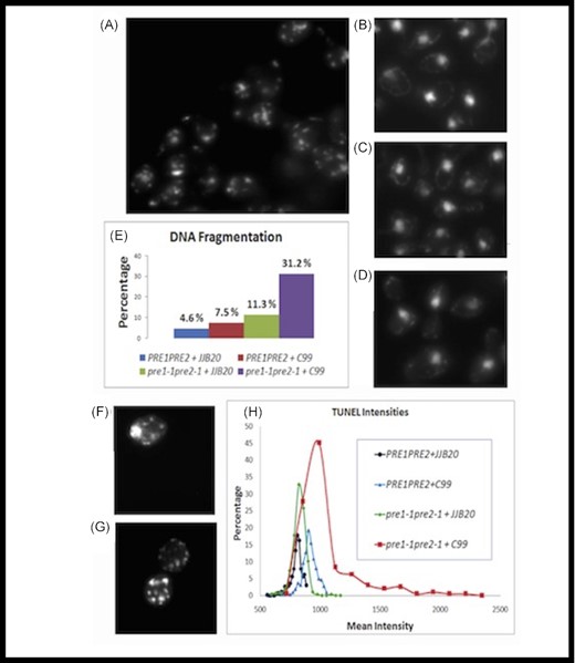 C99 expression induces apoptotic phenotypes in proteasome-mutant yeast cells. In order to examine potential apoptotic phenotypes, we used DAPI staining to examine DNA fragmentation (A)–(E) and performed TUNEL assays (F)-(H) in wild-type and proteasome-mutant yeast cells expressing C99 or carrying an empty vector. The percentage of cells positive for DNA fragmentation, as determined by fragmented DAPI staining, shows that (A) 7.5% (n = 280) of wild-type cells expressing C99 (B) 31.2% of proteasome-mutant cells expressing C99 (n = 525), (C) 4.6% (n = 500) of wild-type cells carrying the empty vector, and (D) 11.3% (n = 300) of proteasome-mutant cells carrying the empty vector, exhibited DNA fragmentation (E) Excel graphs were generated by determining the bin frequencies of these data and converting them to the percentage of bin frequency data points. (F) Only the proteasome-mutant yeast cells (pre1-1, pre2-1) expressing C99 showed increased TUNEL-positive staining. (G) Positive control for the TUNEL assay (mutant cells incubated in methanol for 30 min). (H) Percent TUNEL positivity for wild-type (PRE1, PRE2) and proteasome-mutant (pre1-1pre2-1) yeast cells expressing C99 or carrying an empty vector (JJB20). Significant levels of apoptosis were observed in the proteasome-mutant cells expressing C99 compared to wild-type cells expressing C99 (7.4%, P < .046) as determined by the Wilcoxon–Mann rank-sum test.