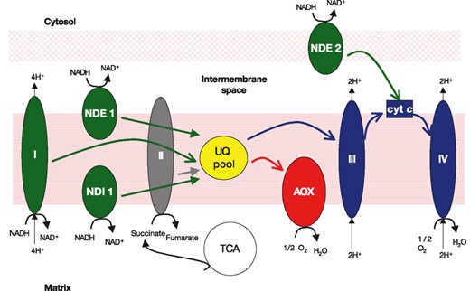 Schematic representation of the mitochondrial respiratory chain in yeasts. I, II, II, IV, respiratory chain complexes; AOX, alternative oxidase; UQ, ubiquinone; NDI, internal NADH dehydrogenase; NDE, external NADH dehydrogenase; TCA, tricarboxylic acid cycle; cyt c, cytochrome c.