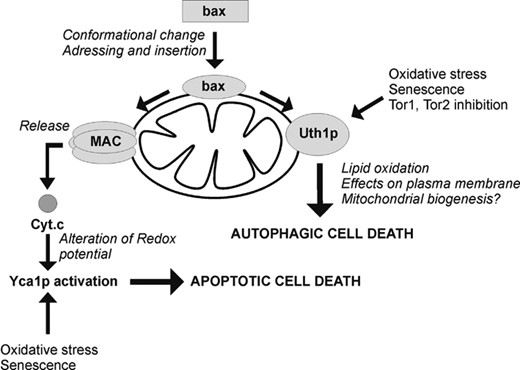 Schematic representation of the effect of mammalian pro-apoptotic protein Bax on yeast mitochondria. On the left, Bax is involved in the formation of MAC, which favors the release of cytochrome c in the cytosol, like in mammalian apoptotic cells [37,38]. The presence of cytochrome c in the cytosol activates, either directly or indirectly by unbalancing the redox potential, the caspase Yca1p, which is responsible for “apoptosis-like” cell death [48]. On the right, Bax activates the autophagic death pathway which involves Uth1p [23], which is normally activated by the TOR-dependent signalling pathway, but distinct from macroautophagy [Kiššová I, Manon S, Camougrand N, unpublished data].