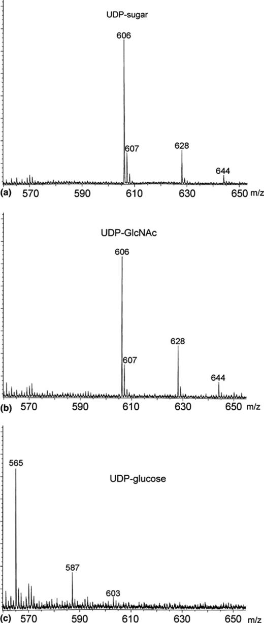 Characterization of UDP-GlcNAc by MALDI–TOF mass spectrometry. Mass- spectrometric determination of the molecular masses of the main component of peak 2 (Fig. 2(c), 0 h). An aliquot of the neutralized extract from Sta 2% cells before starvation was treated with alkaline phosphatase and applied onto a Mono Q column as described in Section 2. Fractions containing the UDP-sugar peak were collected (tR= 16–17 min), and without further treatment, negative-ion spectra were recorded using a MALDI-TOF mass spectrometer (a). Standards of UDP-GlcNAc and UDP-glucose, treated in the same way (see Section 2) were recorded in the mass spectrophotometer as shown in (b) and (c), respectively.