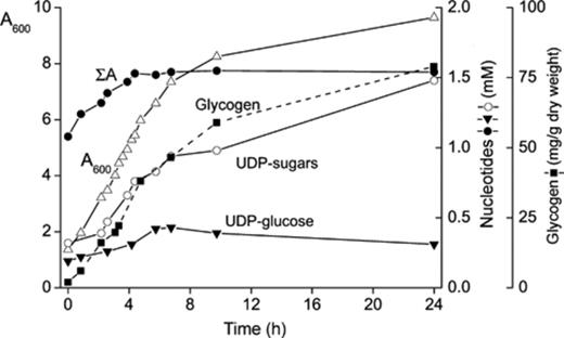 Increase of UDP-sugar(s) concentration in yeast along time of incubation in the presence of 2% glucose. Yeast cells were grown in a minimal medium containing 2% glucose until an optical density of 1.3 at A600 (0 h). The culture continued to grow in the same medium until a density at A600 of 9.7 (24 h). Aliquots were taken at several times of incubation to follow, by HPLC, the total content of UDP-sugar(s) and that of other nucleotides. UDP-glucose and glycogen were quantified enzymatically (see Section 2).