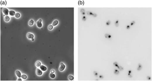 Microscopic analysis of BY4743 swi6 deletant cell budding. (a) Phase-contrast microscopy image of cells. (b) Cells stained with DAPI and viewed under fluorescence. Cells were scored as budded cells if, under phase-contrast microscopy, both the mother and the bud were visible and under fluorescence microscopy only the mother cell but not the bud exhibited DAPI staining of the nucleus.