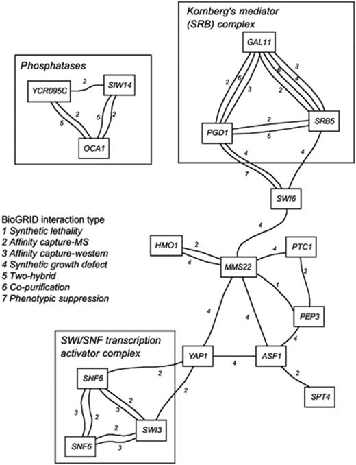 An interaction network of deletants (nodes) that exhibit the cell-cycle delay phenotype and interaction data derived from the BioGRID database (links). Each interaction type is indicated. Three sets of genes have been boxed and labelled according to their common GO term.