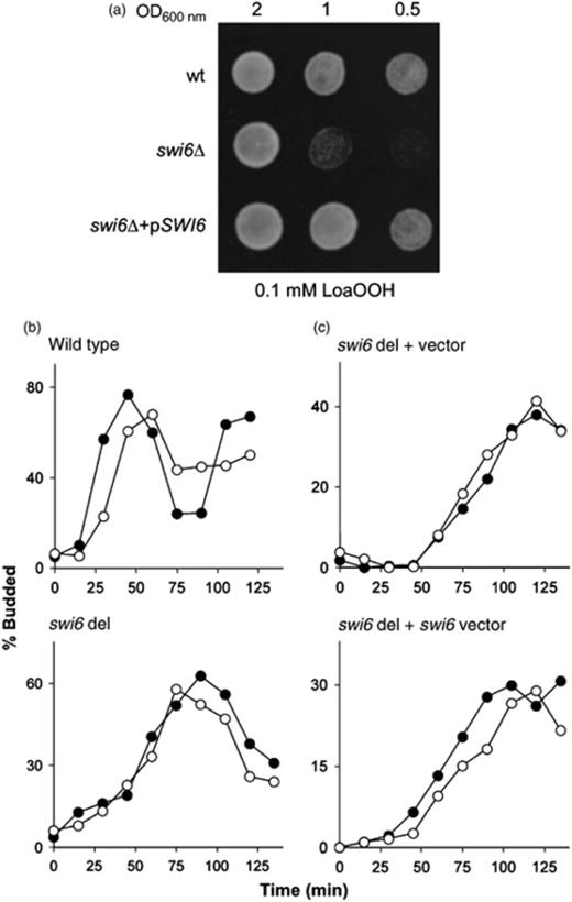 The LoaOOH sensitivity of swi6Δ and its inability to arrest upon treatment is recovered by transforming a single copy of SWI6 on a plasmid. (a) LoaOOH sensitivity of wild-type, swi6Δ and swi6Δ carrying pSWI6 were tested on plates containing 0.1 mM LoaOOH. Stationary phase cell cultures were used for the spot test and photographed after a 48-h incubation. (b) Cell-cycle progression of α-factor synchronized wild-type (top) and swi6 deletant (bottom) strains in response to 0.02 mM LoaOOH. Cell were arrested with α-factor and then washed and treated with LoaOOH. Cells were resuspended in fresh media and aliquots were taken every 15 min to determine the percentage of budded cells. Progression through the cell cycle was determined via the proportion of budded cells viewed under the microscope. Closed circles (●) represent untreated cells and open circles (○) represent LoaOOH-treated cells. (c) The cell-cycle progression of SWI6 deletion transformed with a control centromeric plasmid (top) and the plasmid containing the cloned SWI6-coding sequence and its upstream and downstream regulatory elements (bottom). Representative graphs are shown.